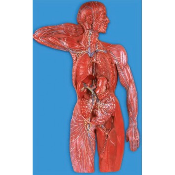 LYMPHATIC SYSTEM (SOFT)